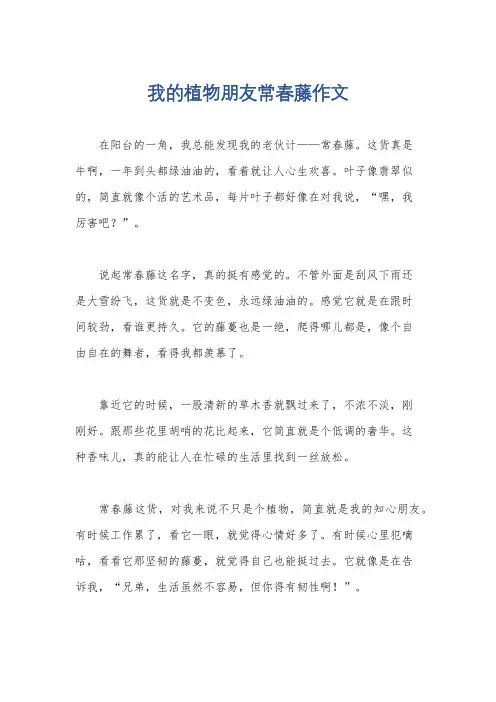 我的植物朋友常春藤作文