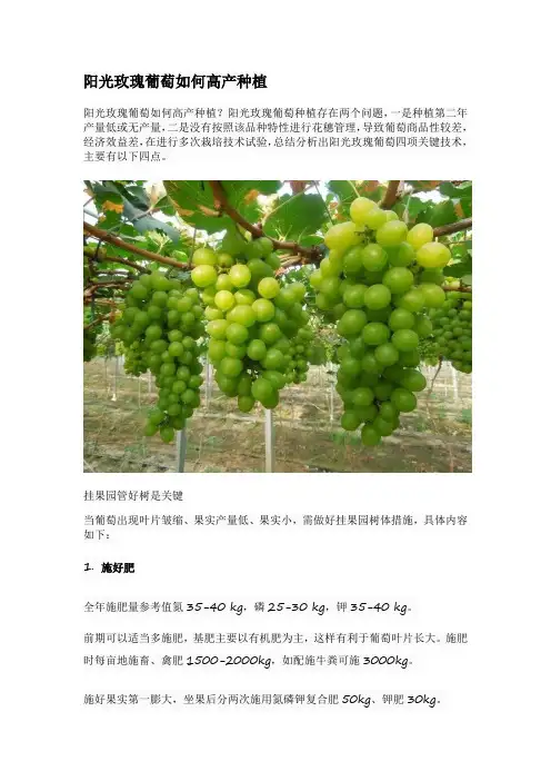 阳光玫瑰葡萄如何高产种植
