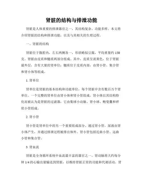 肾脏的结构与排泄功能