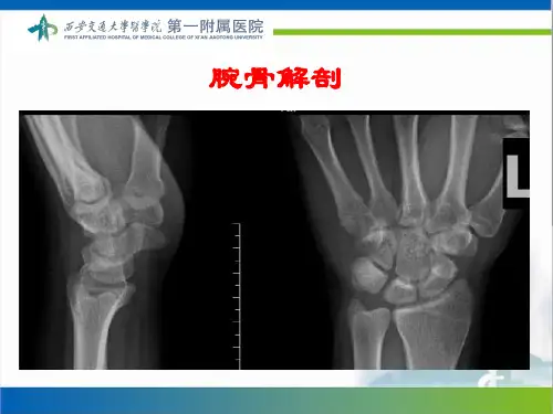 腕关节、肘关节X线解剖汇编