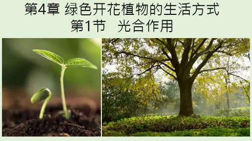 〖生物〗光合作用课件-2024--2025学年北师大版生物七年级上册