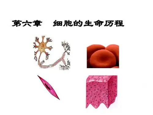 第六章 细胞的生命历程2、3、4节