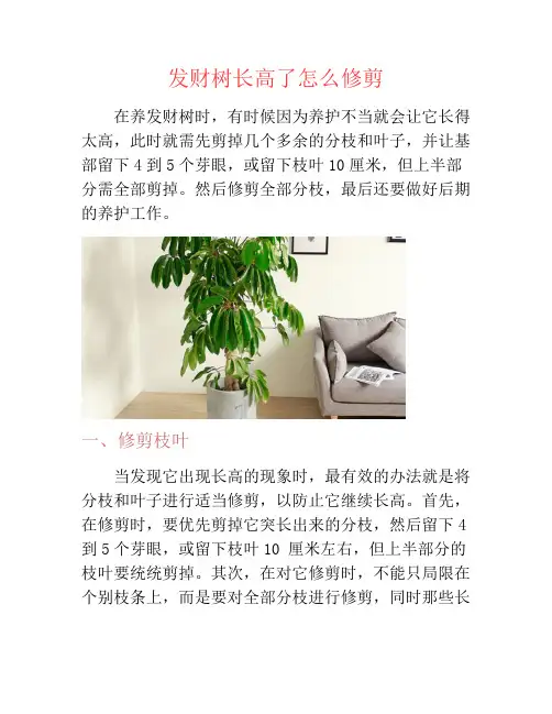 发财树长高了怎么修剪-养花技巧