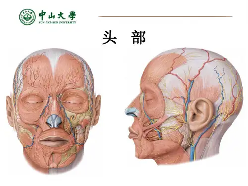 《局部解剖学》教学课件：4-头部局部解剖
