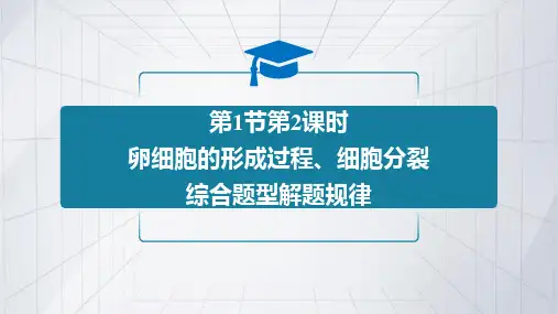 卵细胞的形成过程、细胞分裂综合题型解题规律第2课时课件(共32张PPT1份视频)