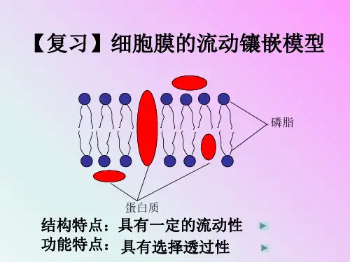人教版高中生物必修一第四章第3节《物质跨膜运输的方式》优秀课件(共31张PPT)