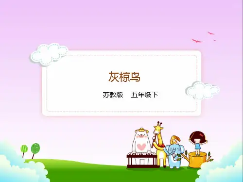 苏教版五年级下册语文26.灰椋鸟课件