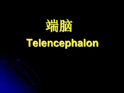 中枢神经系统解剖-端脑1