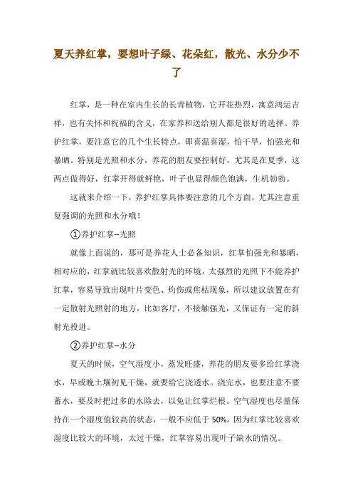 夏天养红掌,要想叶子绿、花朵红,散光、水分少不了