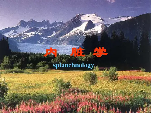 上海交大解剖学精品ppt课件