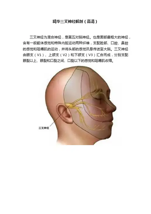 精华三叉神经解剖（高清）