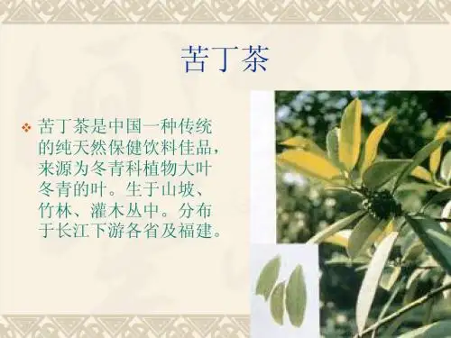 苦丁茶