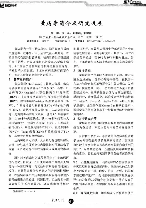 黄病毒简介及研究进展