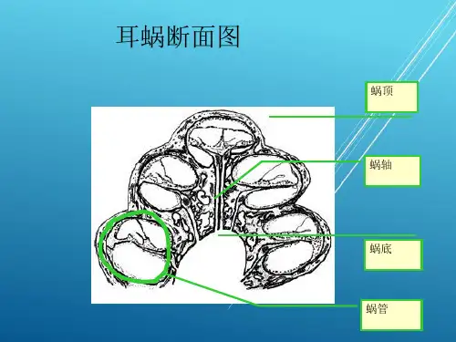 比较人体形态学复习资料