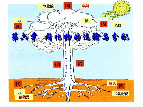 同化物的运输与分配