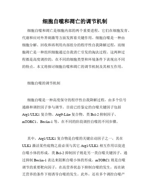 细胞自噬和凋亡的调节机制