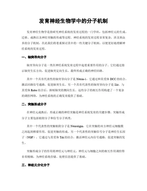 发育神经生物学中的分子机制