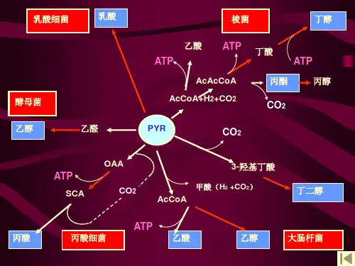 第三章发酵学第二假说G