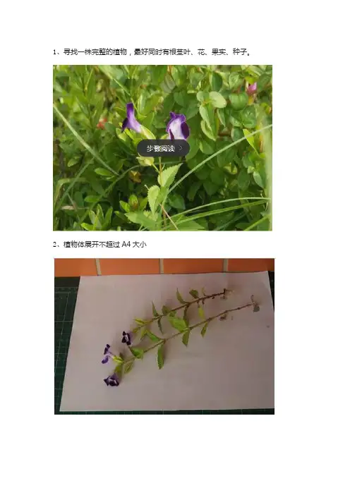 植物标本的制作方法