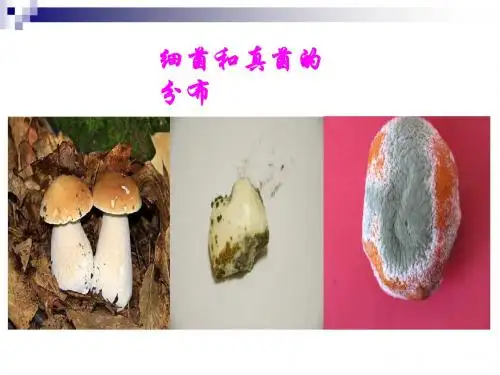 八年级生物上册第五单元第四章第一节《细菌和真菌的分布》课件(新版)新人教版