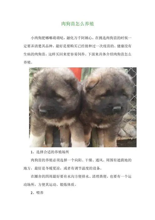 肉狗苗怎么养殖