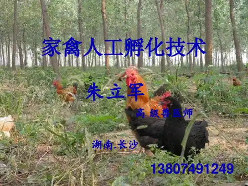 家禽人工孵化技术(生物机电) 