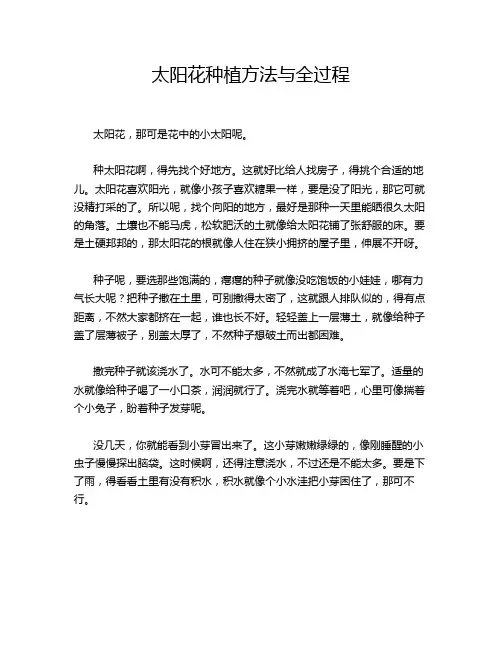 太阳花种植方法与全过程