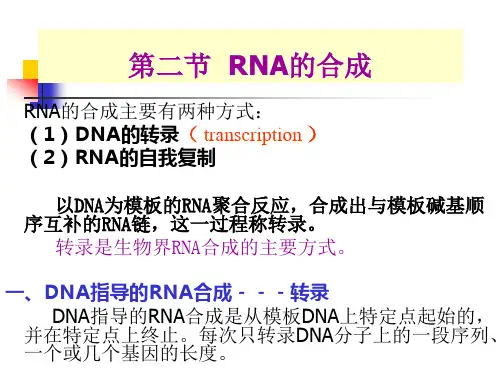 第十一章-2 RNA的生物合成