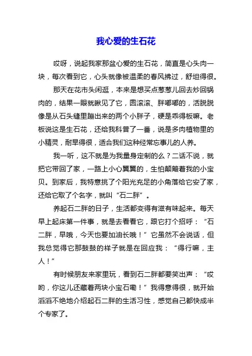 我心爱的生石花作文500