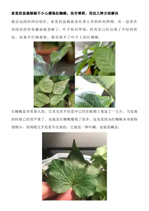 家里的盆栽绿植不小心感染红蜘蛛,没有喷药,用这几种方法解决