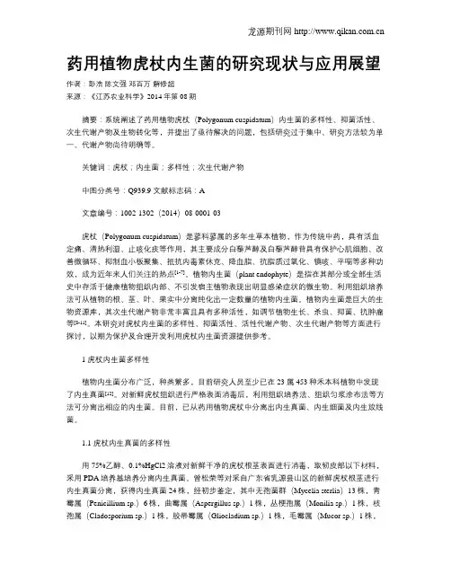 药用植物虎杖内生菌的研究现状与应用展望