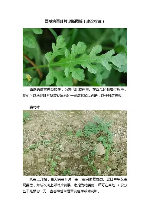 西瓜病害叶片诊断图解（建议收藏）
