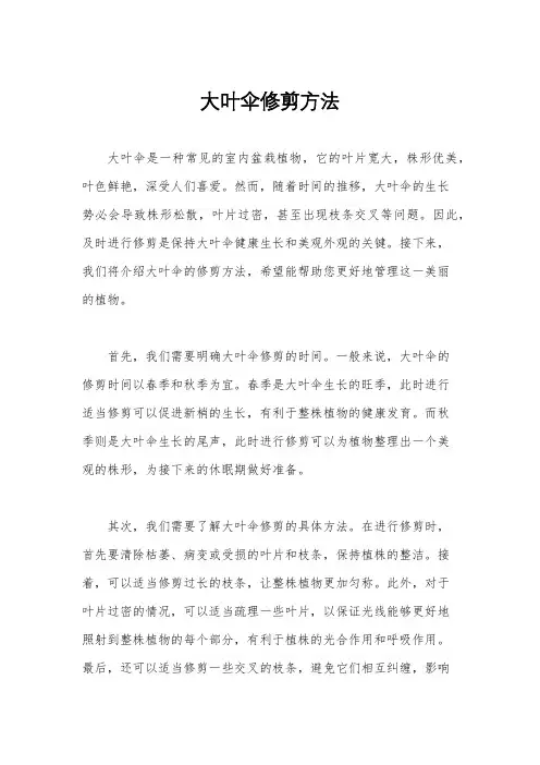大叶伞修剪方法 2