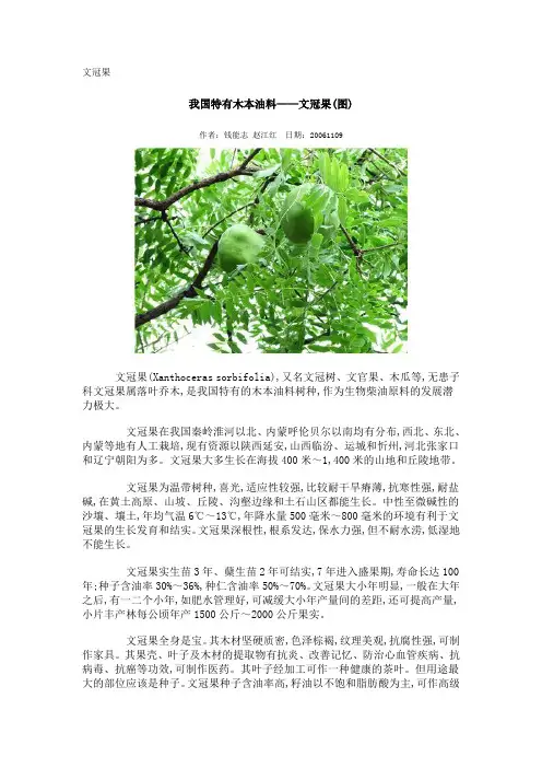 文冠果