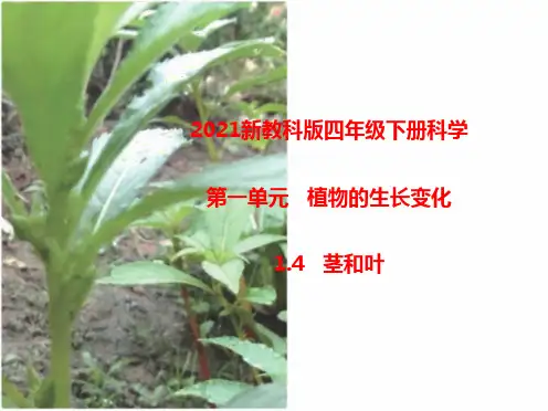 2021新教科版四年级下册科学1.4茎和叶  课件
