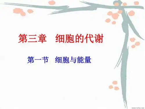 细胞与能量ppt1