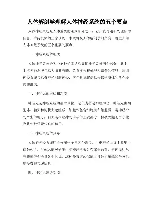 人体解剖学理解人体神经系统的五个要点