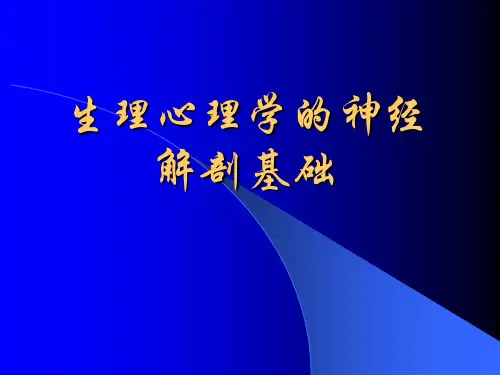 生理心理学的神经解剖基础