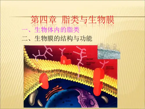 【课件】生物化学第四章脂类与生物膜ppt