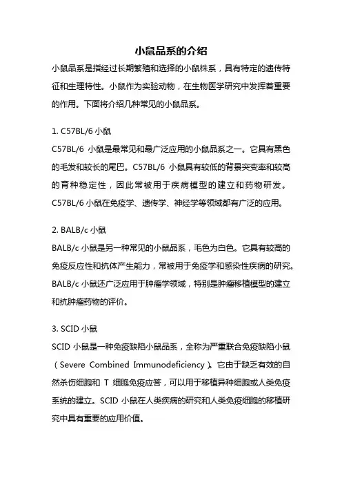 小鼠品系的介绍