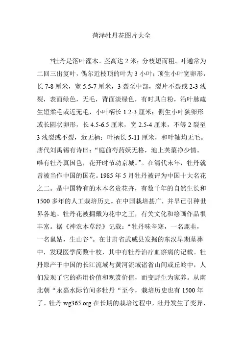 菏泽牡丹花图片大全
