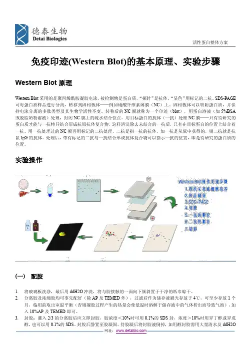 免疫印迹(Western Blot)的基本原理、实验步骤