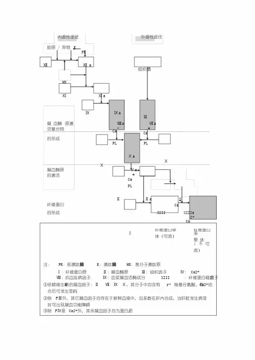 凝血过程示意图