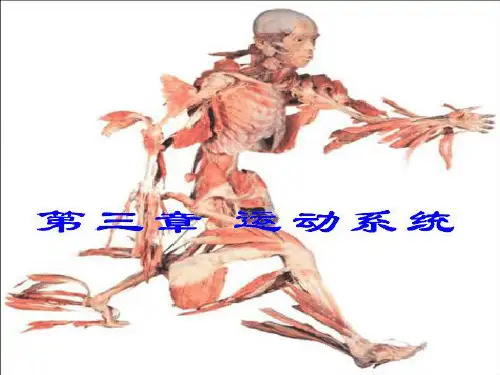 运动解剖学  第三章 运动系统--骨学总论