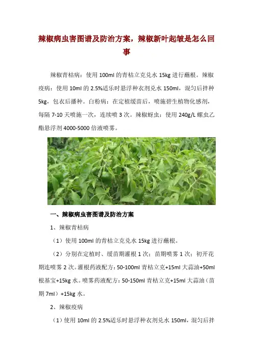 辣椒病虫害图谱及防治方案,辣椒新叶起皱是怎么回事