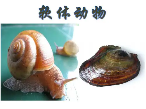 软体动物