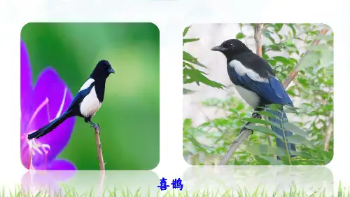 【部编本】语文二年级下册《枫树上的喜鹊》优质课件