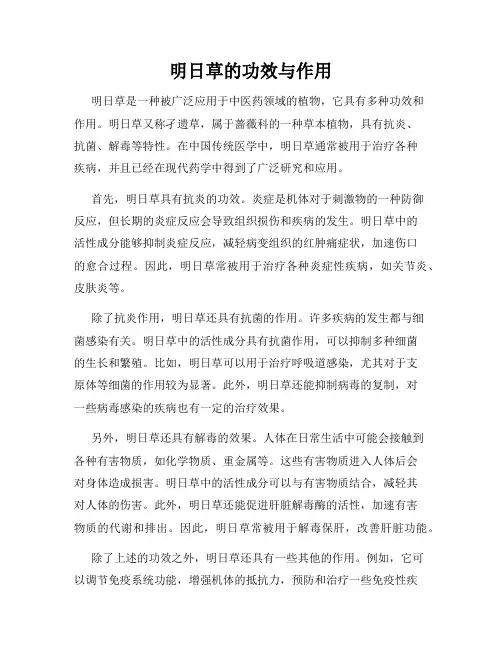 明日草的功效与作用