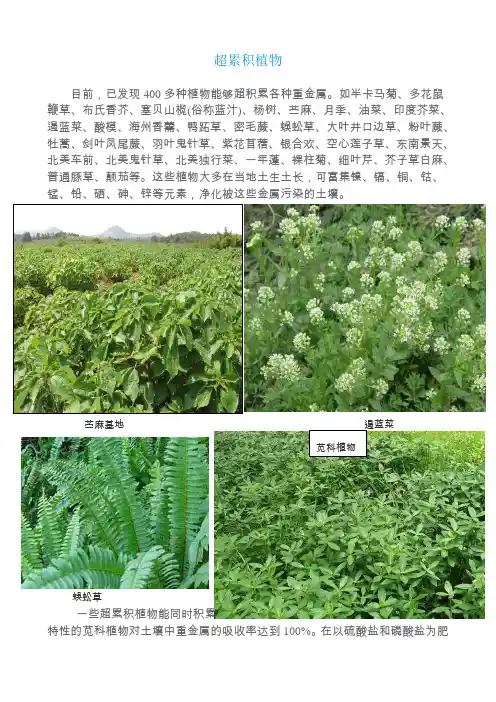 重金属超累积植物