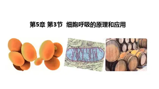 【课件】细胞呼吸的原理和应用课件高一上学期人教版(2019)生物必修1